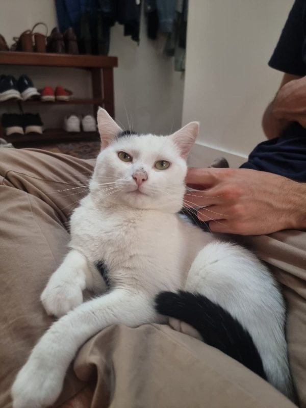 Milo - Chat Européen à adopter - photo 5
