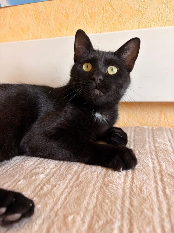 Moka - Chat Européen à adopter