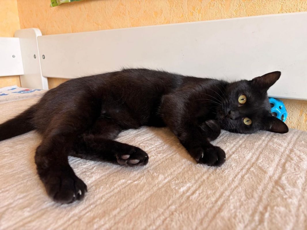 Moka - Chat Européen à adopter - photo 3