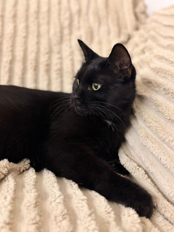 Moka - Chat Européen à adopter - photo 4