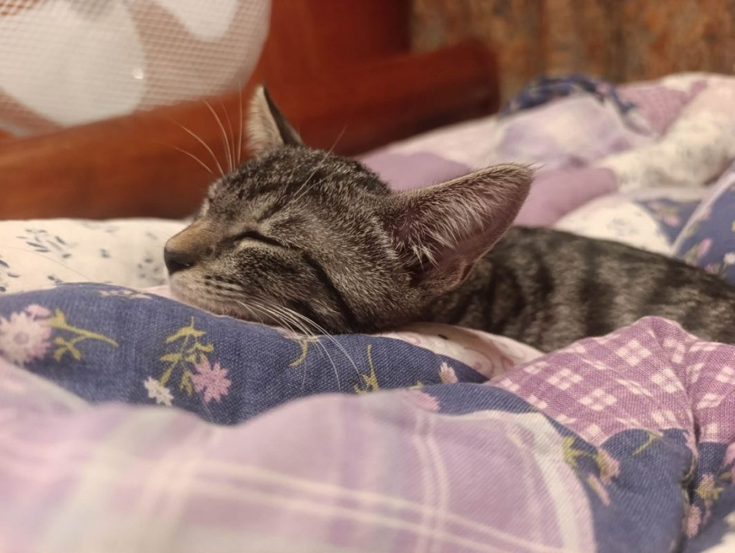 Rahan - Chat à adopter - photo 4