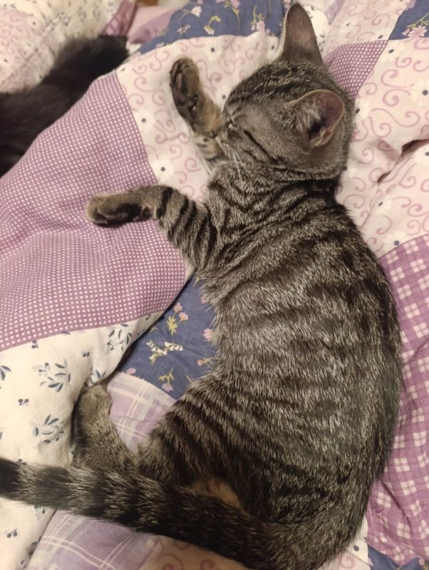 Rahan - Chat à adopter - photo 2