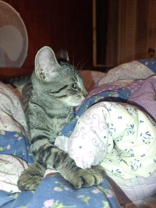 Rahan - Chat à adopter - photo 6