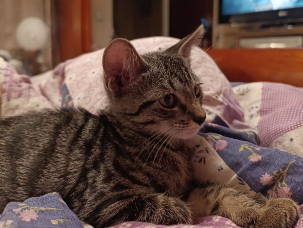Rahan - Chat à adopter