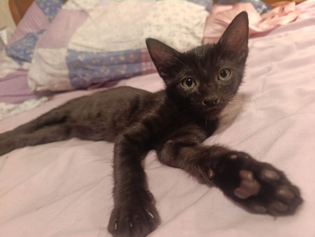 Romulus - Chat Européen à adopter