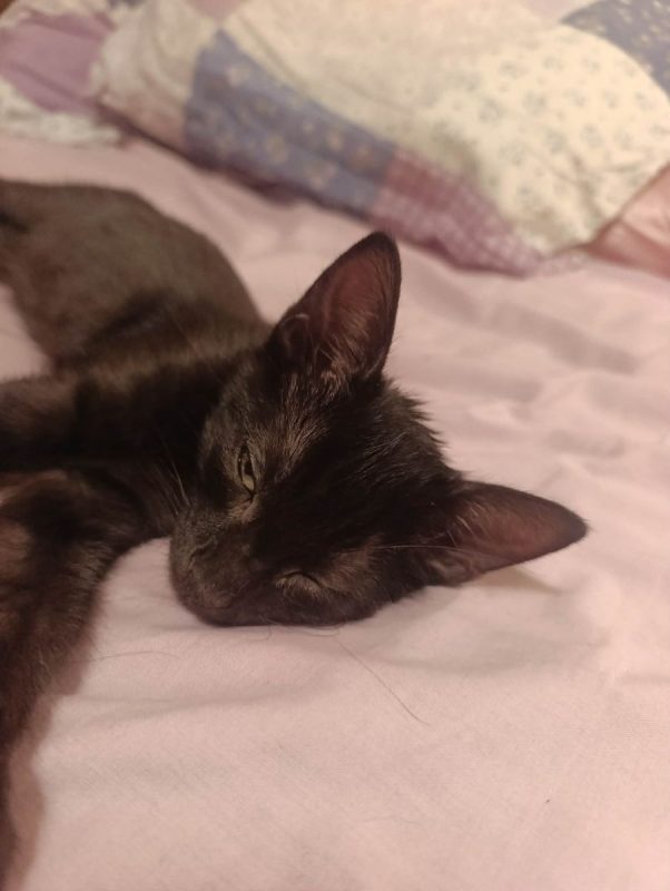 Romulus - Chat Européen à adopter - photo 2