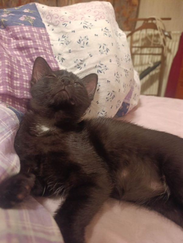 Romulus - Chat Européen à adopter - photo 3