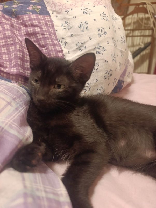 Romulus - Chat Européen à adopter - photo 4