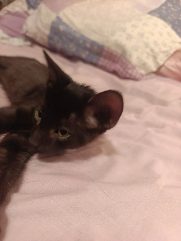 Romulus - Chat Européen à adopter - photo 5
