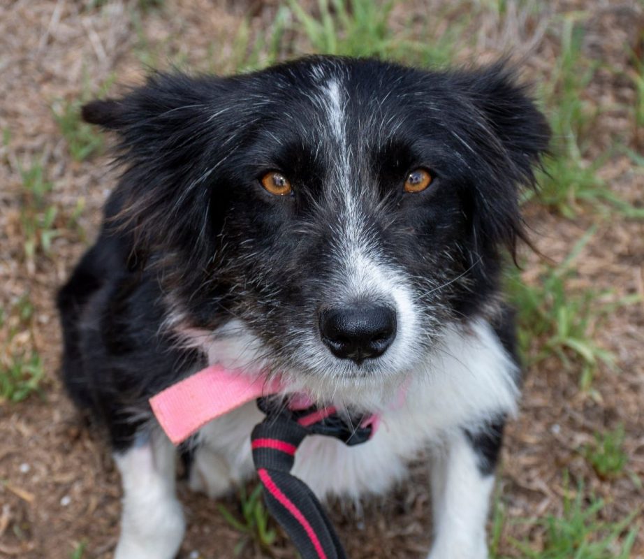 Temu - Chien Border Collie à adopter - photo 7
