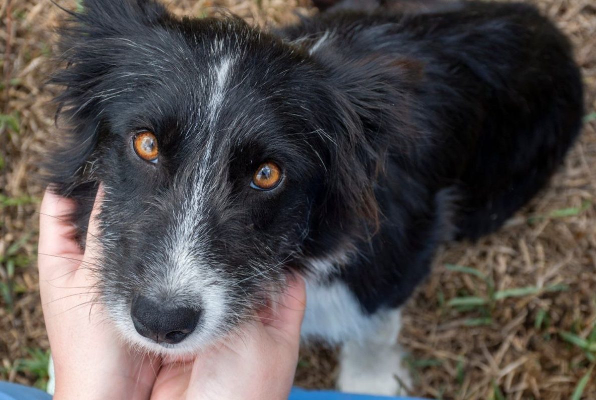 Temu - Chien Border Collie à adopter - photo 10