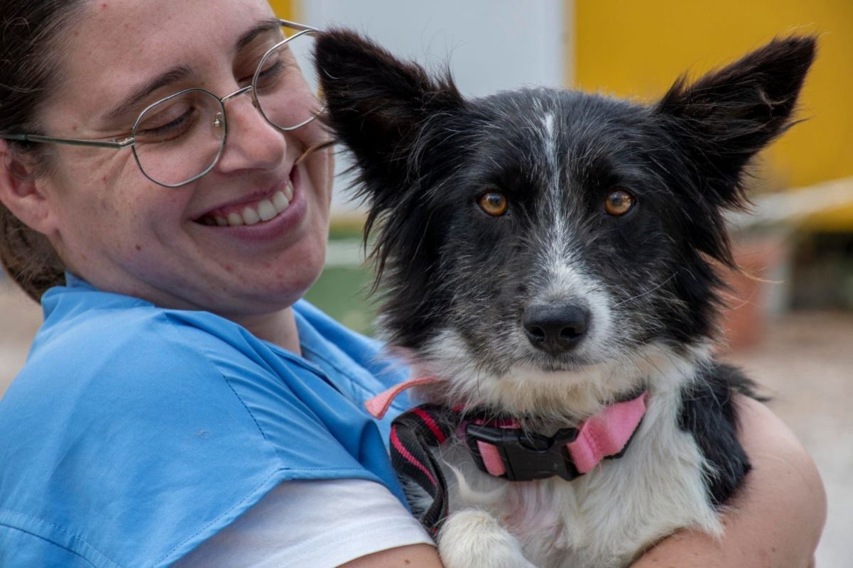 Temu - Chien Border Collie à adopter - photo 4
