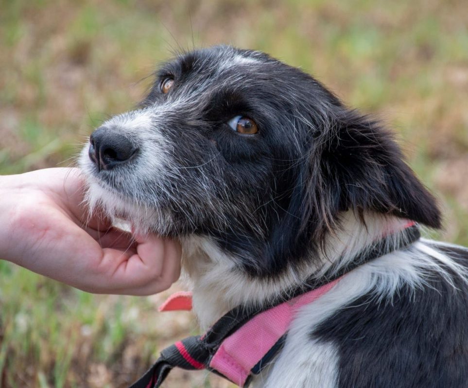 Temu - Chien Border Collie à adopter - photo 3