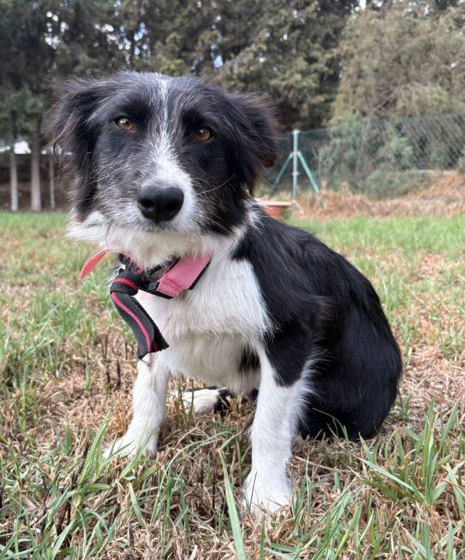 Temu - Chien Border Collie à adopter - photo 5