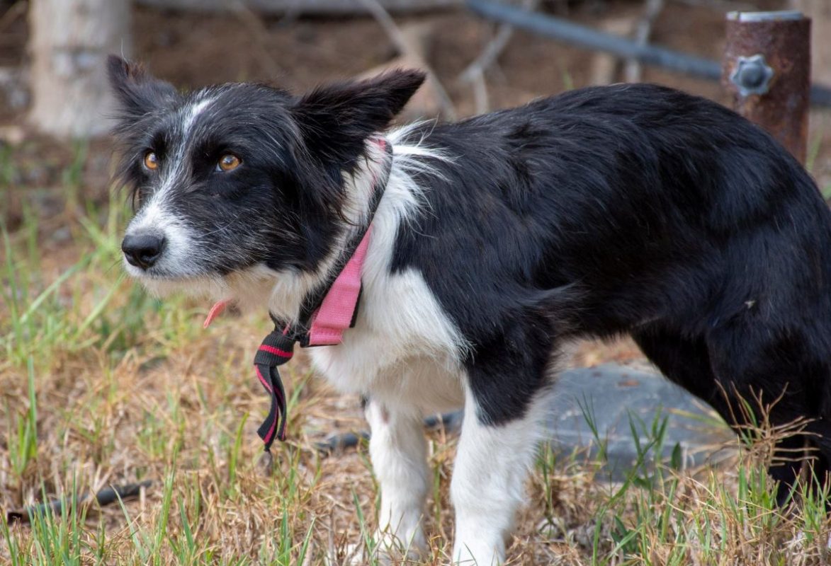 Temu - Chien Border Collie à adopter - photo 8