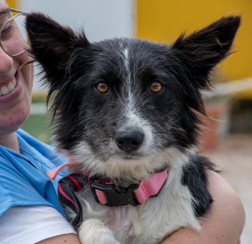 Temu - Chien Border Collie à adopter