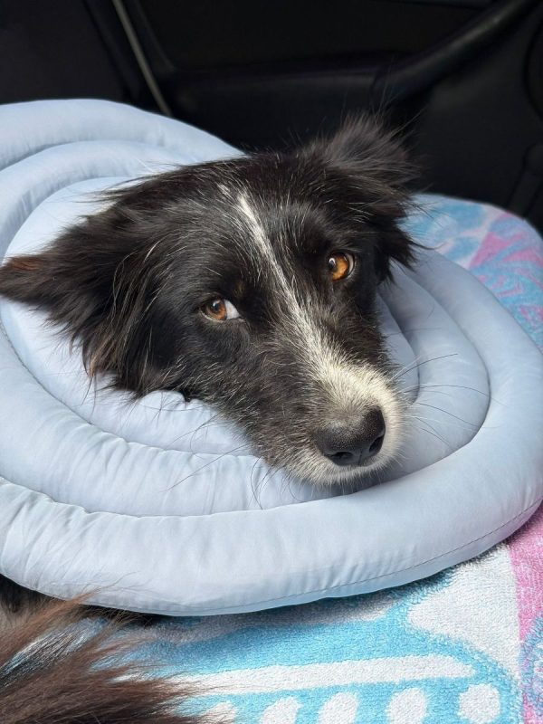 Temu - Chien Border Collie à adopter - photo 6