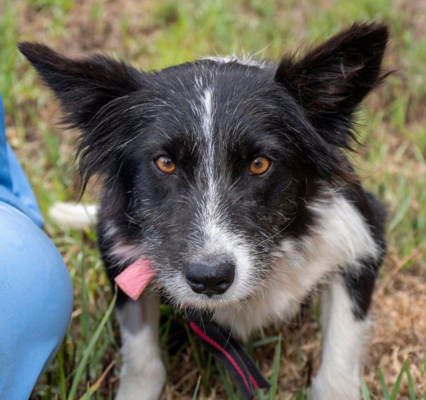 Temu - Chien Border Collie à adopter - photo 11