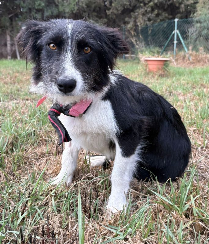 Temu - Chien Border Collie à adopter - photo 2