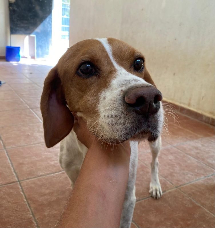 Blanco - Chien Pointer Anglais à adopter