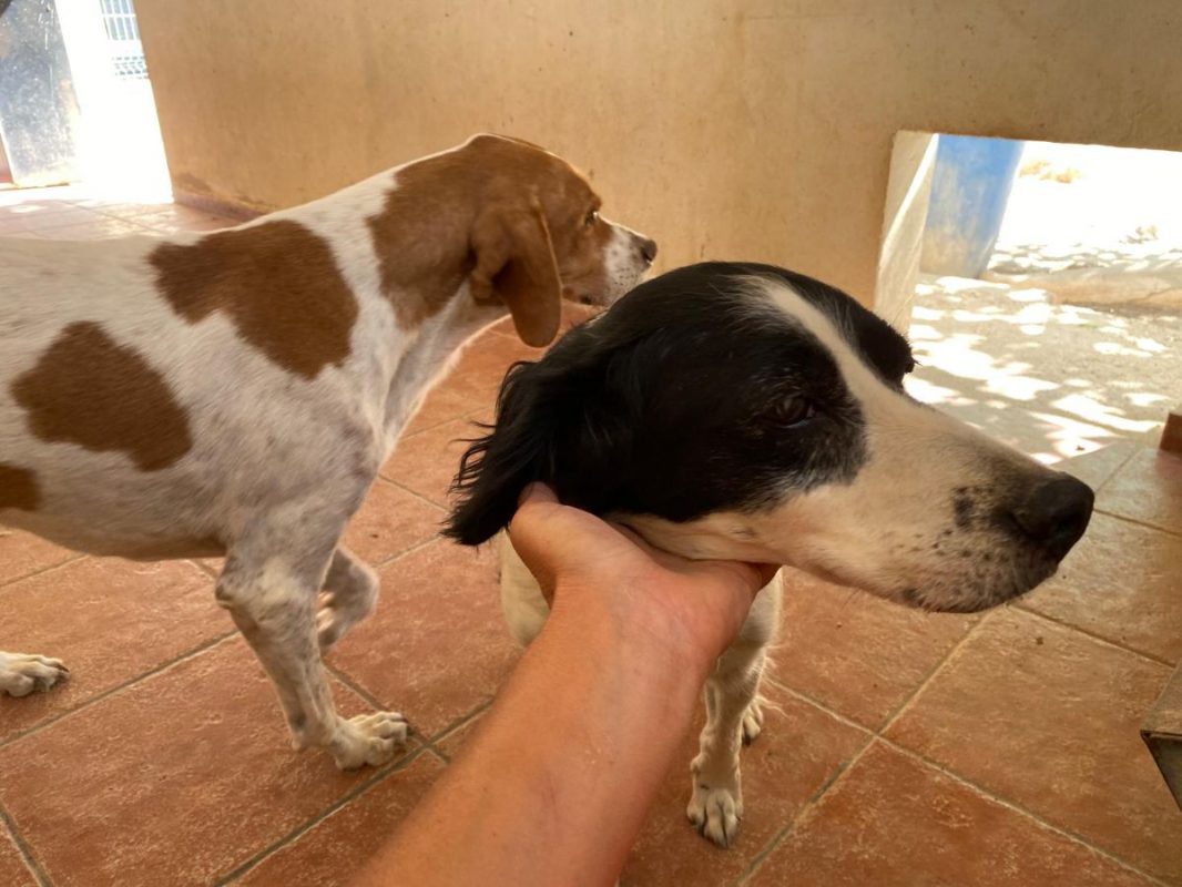 Blanco - Chien Pointer Anglais à adopter - photo 3