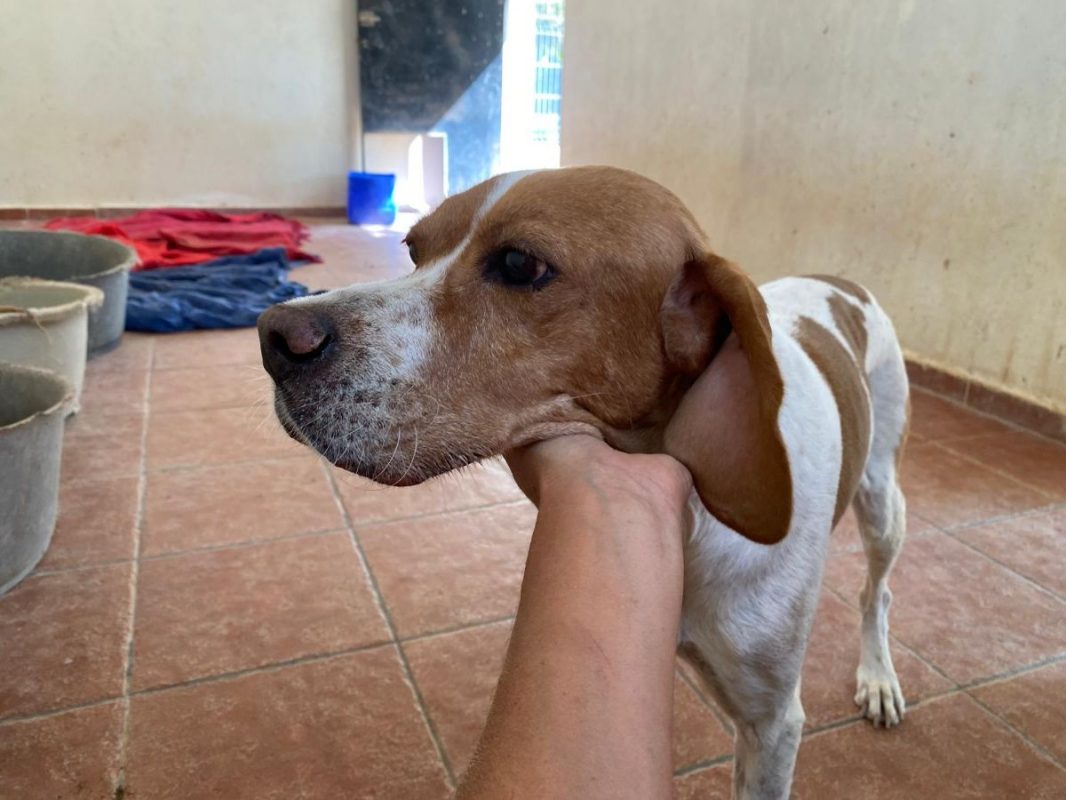 Blanco - Chien Pointer Anglais à adopter - photo 2