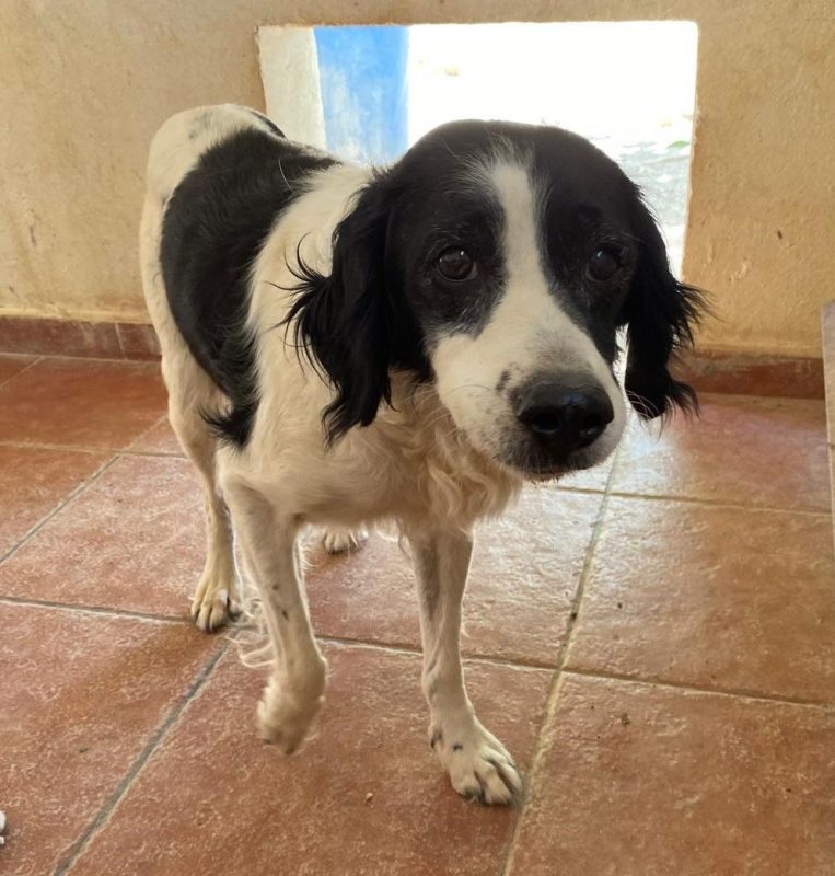 Luna - Chien à adopter