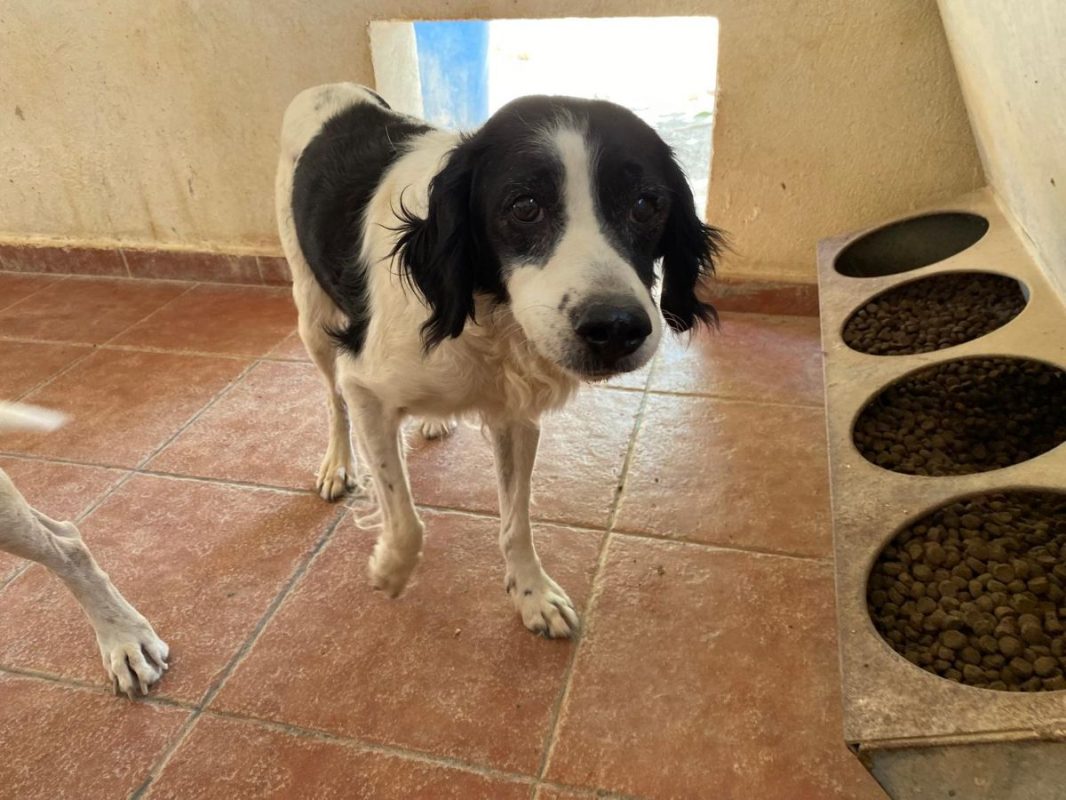Luna - Chien à adopter - photo 3