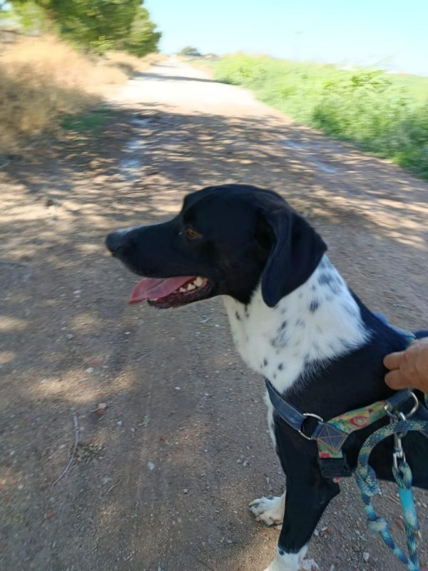 Morgan - Chien à adopter - photo 2