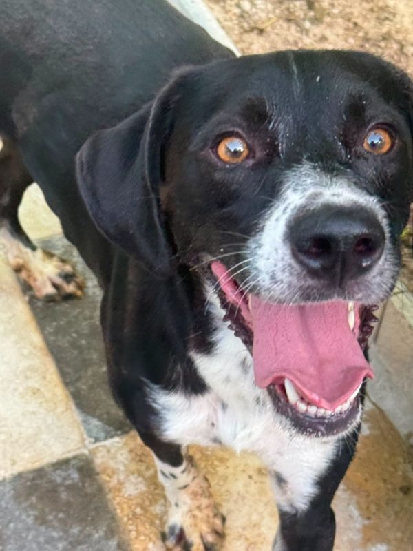 Morgan - Chien à adopter - photo 8