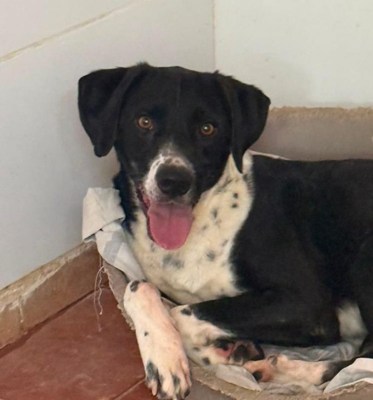 Morgan - Chien à adopter