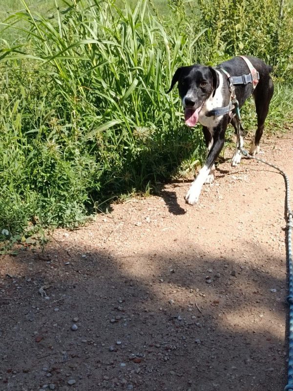 Morgan - Chien à adopter - photo 5