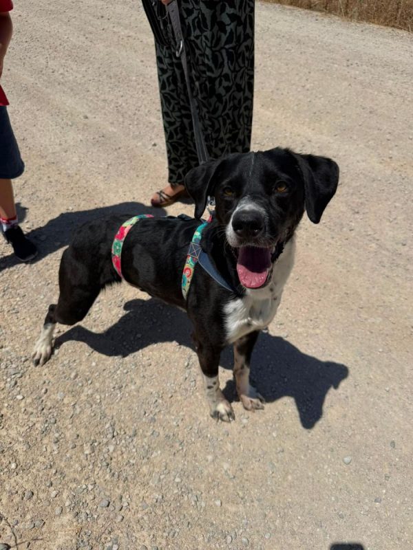 Morgan - Chien à adopter - photo 4