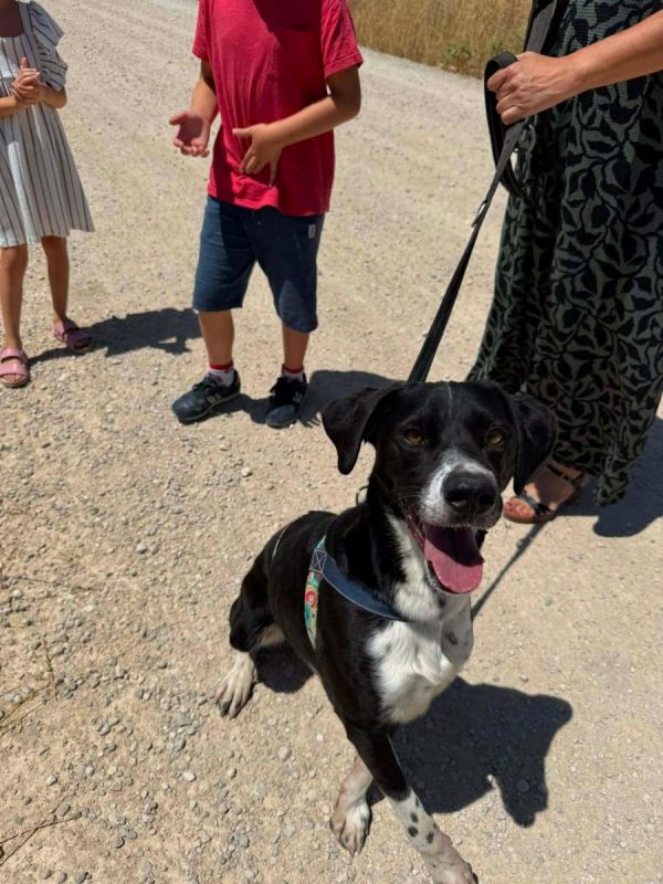 Morgan - Chien à adopter - photo 7