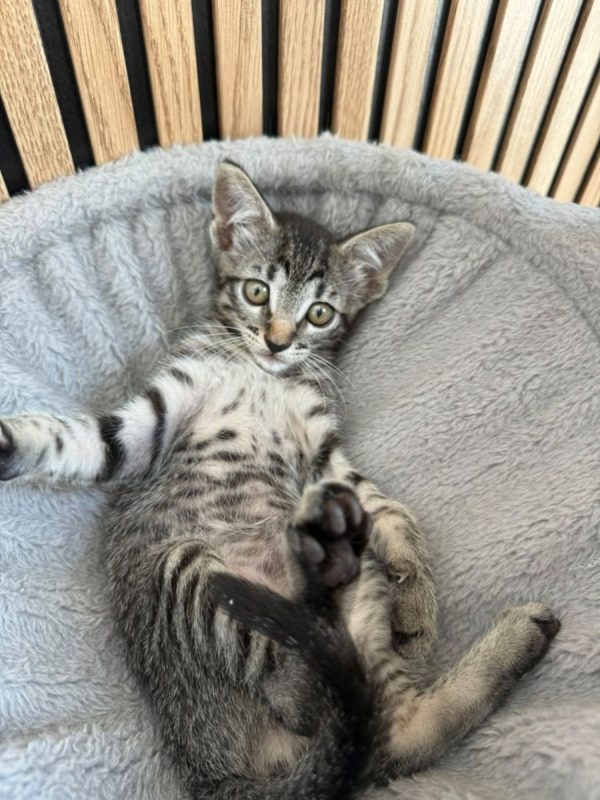 JUANA - Chat à adopter - photo 2