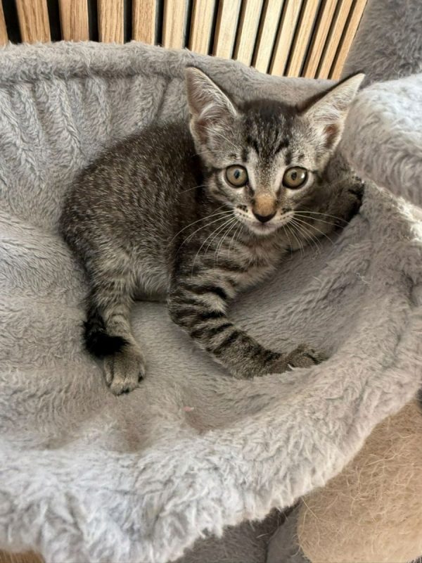 JUANA - Chat à adopter - photo 3