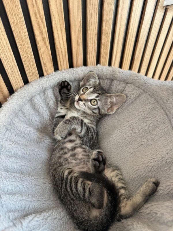 JUANA - Chat à adopter - photo 4