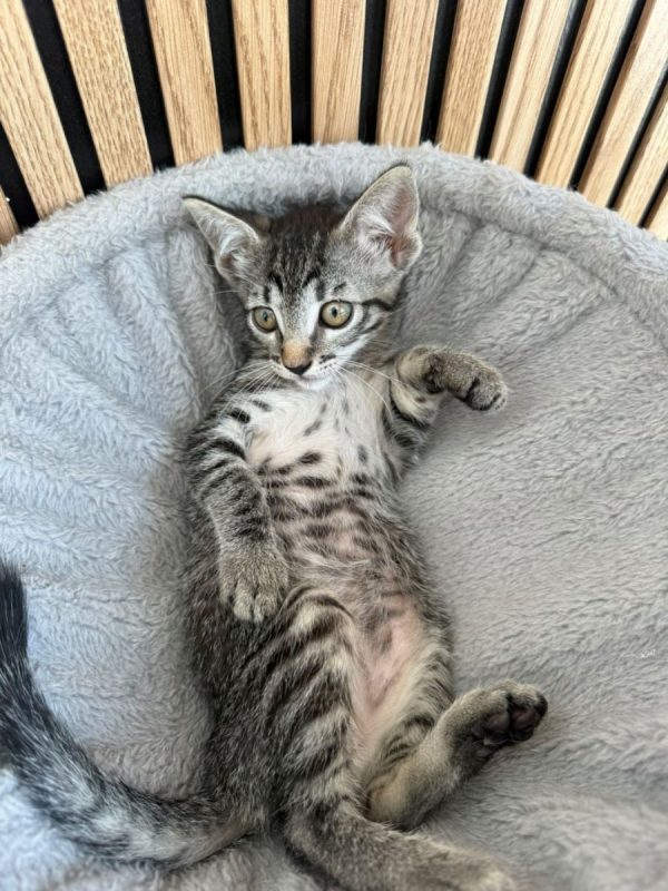 JUANA - Chat à adopter