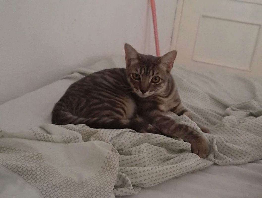 OLIVE - Chat à adopter - photo 2