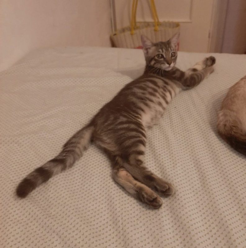 OLIVE - Chat à adopter - photo 4