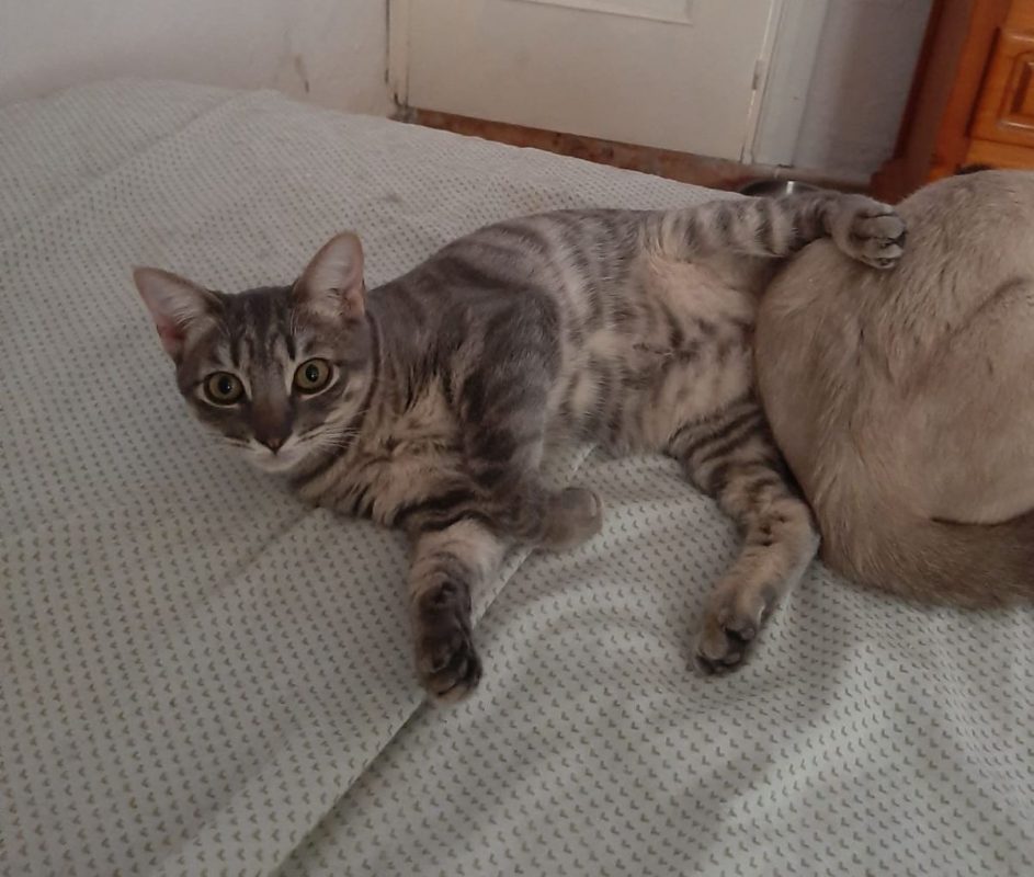 OLIVE - Chat à adopter - photo 6