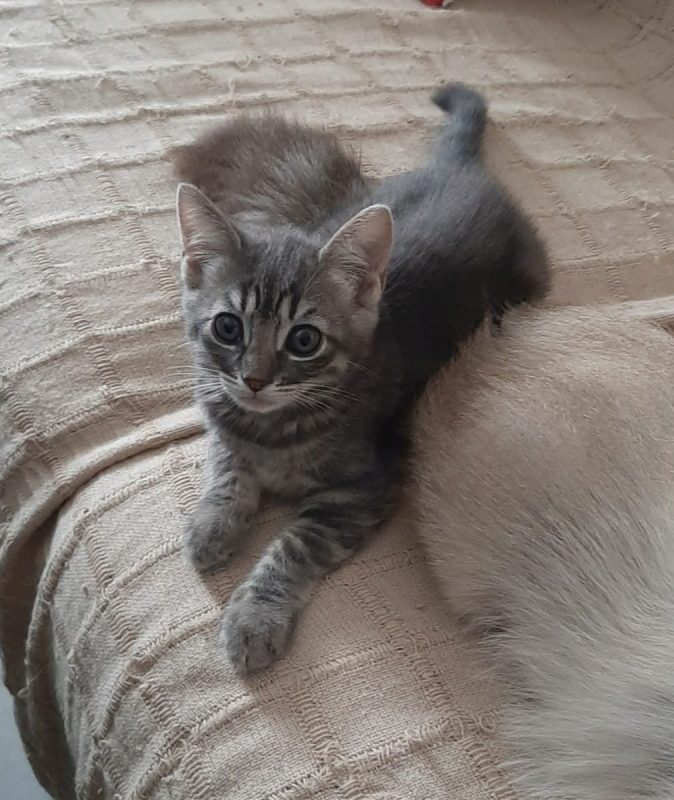 OLIVE - Chat à adopter - photo 4