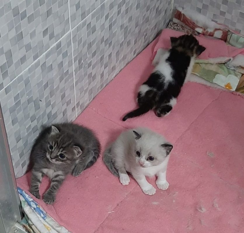 OLIVE - Chat à adopter