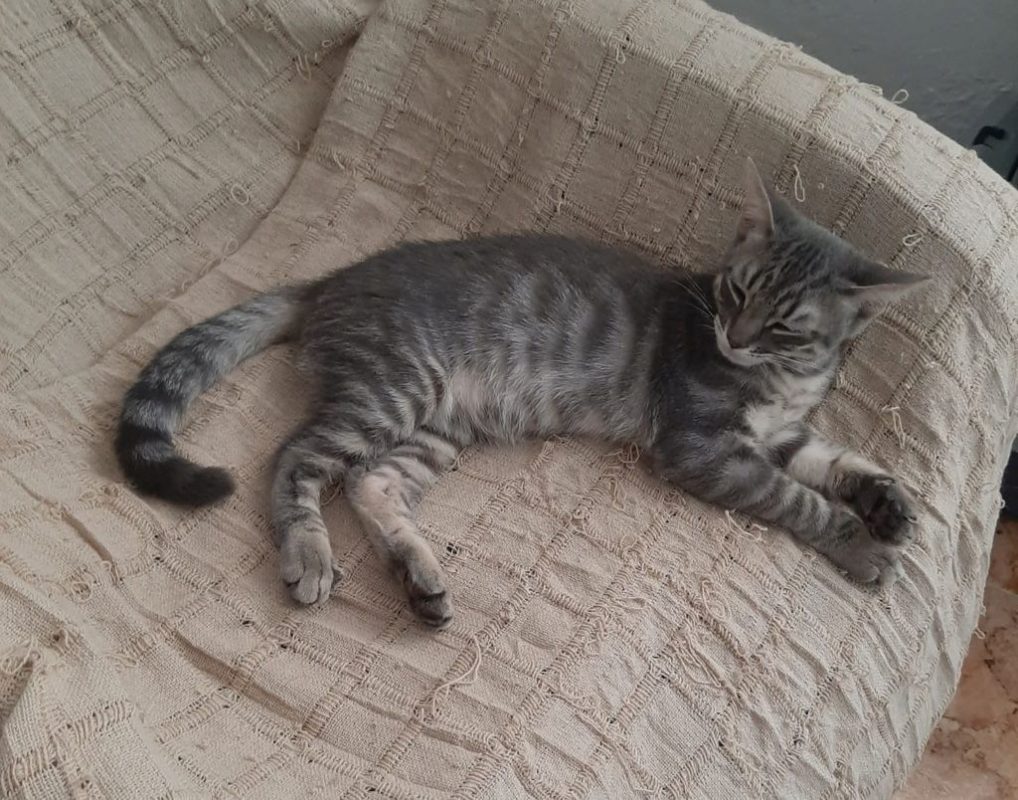 OLIVE - Chat à adopter - photo 5