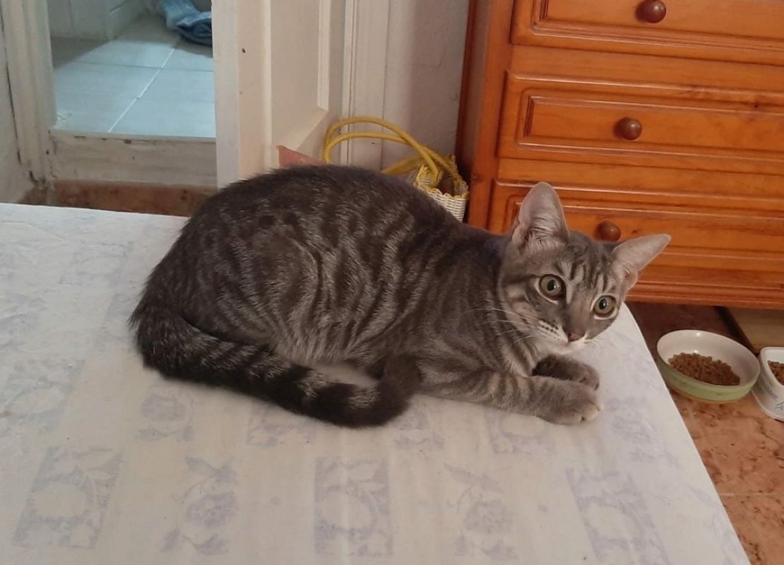 OLIVE - Chat à adopter - photo 3