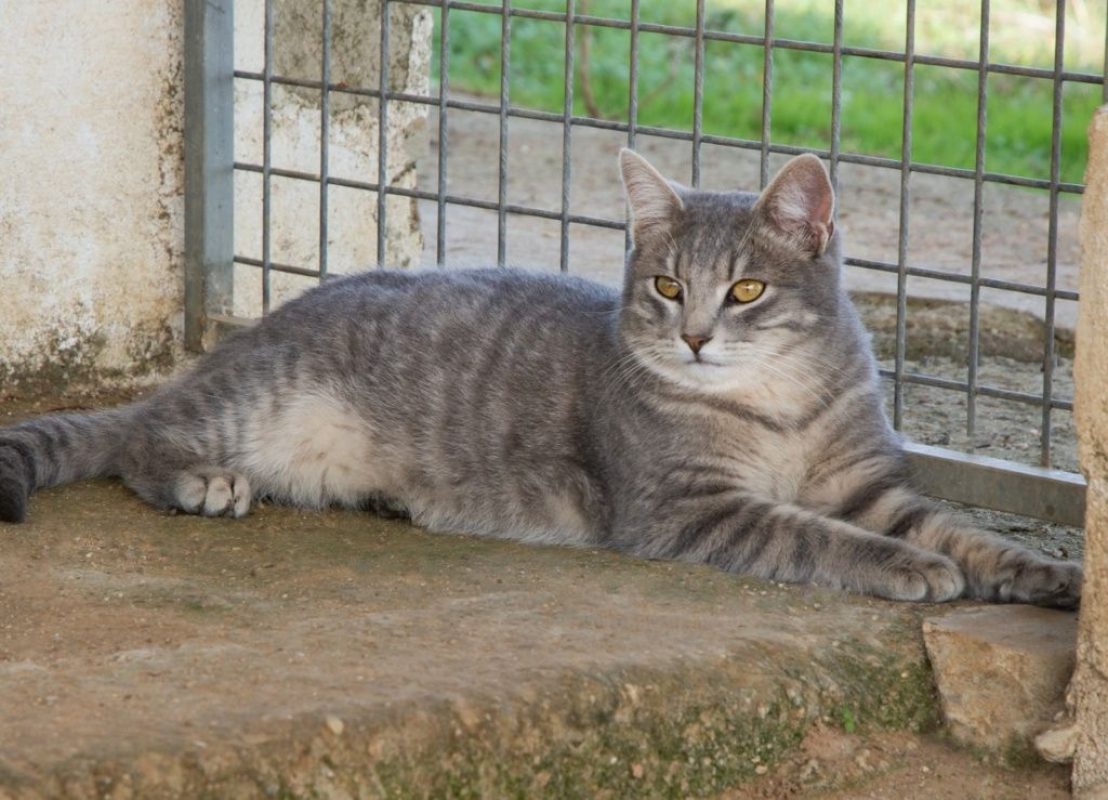 FENDI - Chat à adopter - photo 3