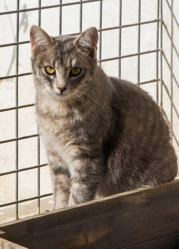 FENDI - Chat à adopter - photo 4