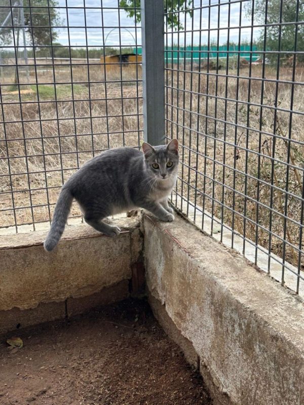 FENDI - Chat à adopter - photo 2