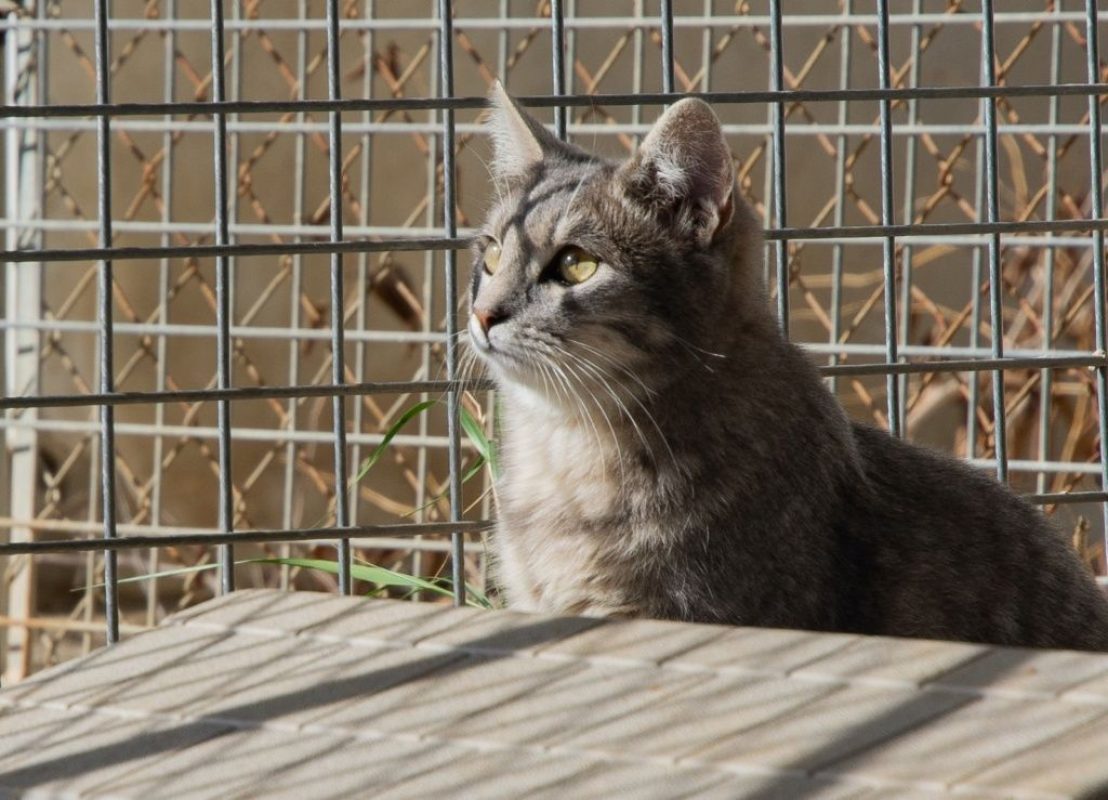 FENDI - Chat à adopter