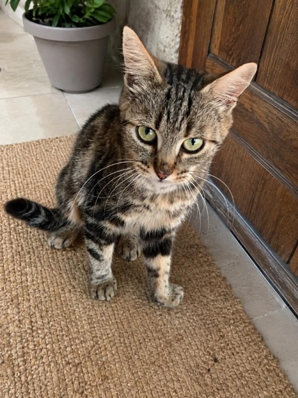Clochette - Chat Européen à adopter - photo 3